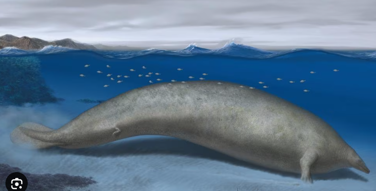 El antepasado titánico de las ballenas apareció en Ica, Perú.