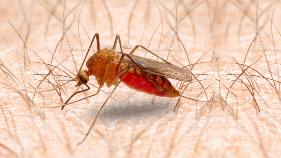 El mosquito Anopheles trasmite enfermedades peligrosas.