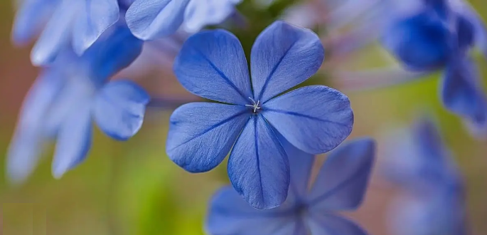 En las flores existe muy poca presencia de este color.