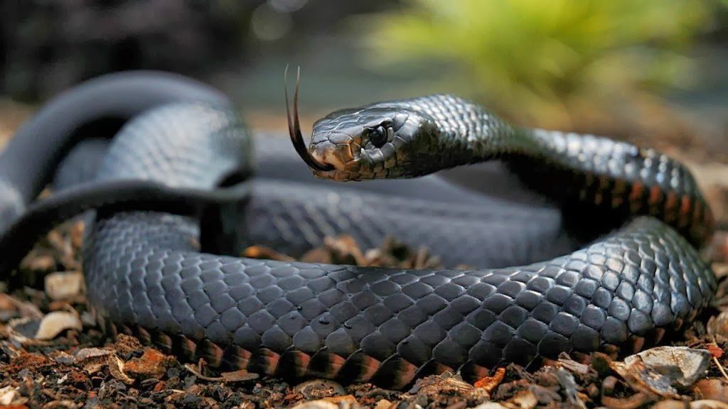 Entre los animales más venenosos del mundo se encuentra la Mamba Negra.