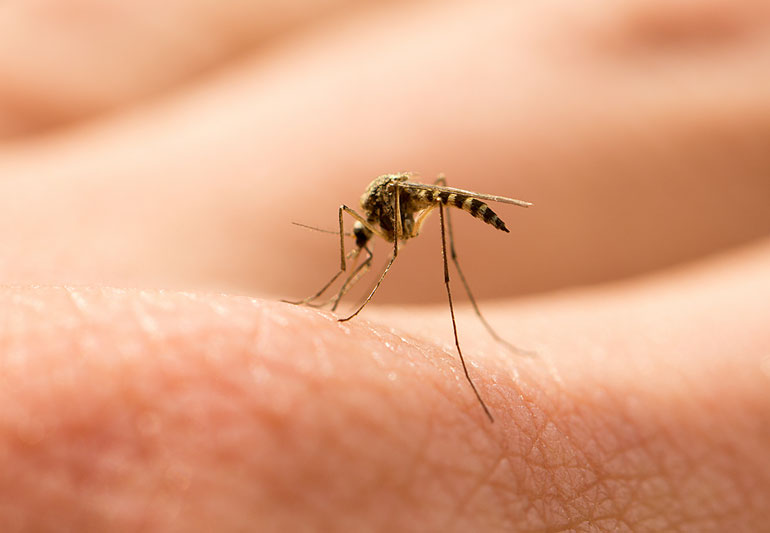 La estrategia de ensordecer a los mosquitos evitaría que se reproduzcan.
