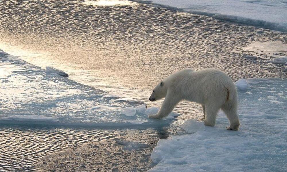 El declive del oso polar en el mundo se explica por los gases invernadero.