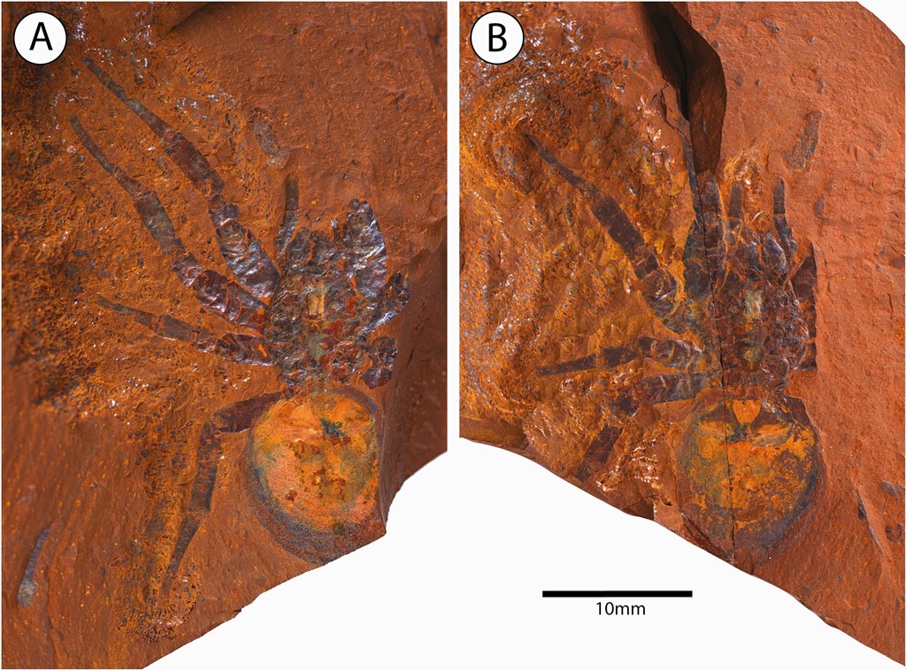 El fósil de araña de 15 millones de años es uno de los más antiguos de la historia.