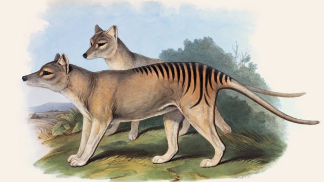 Este animal se extinguió hace casi un siglo.
