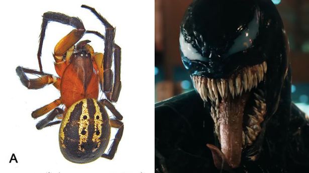 La araña bautizada en honor a Venom apareció en Australia.