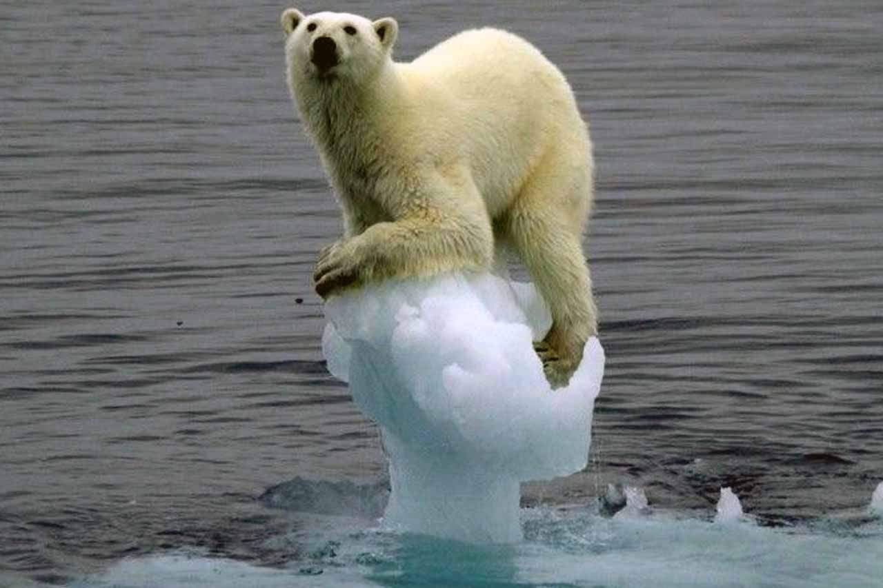 Los osos polares se están quedando sin espacio.