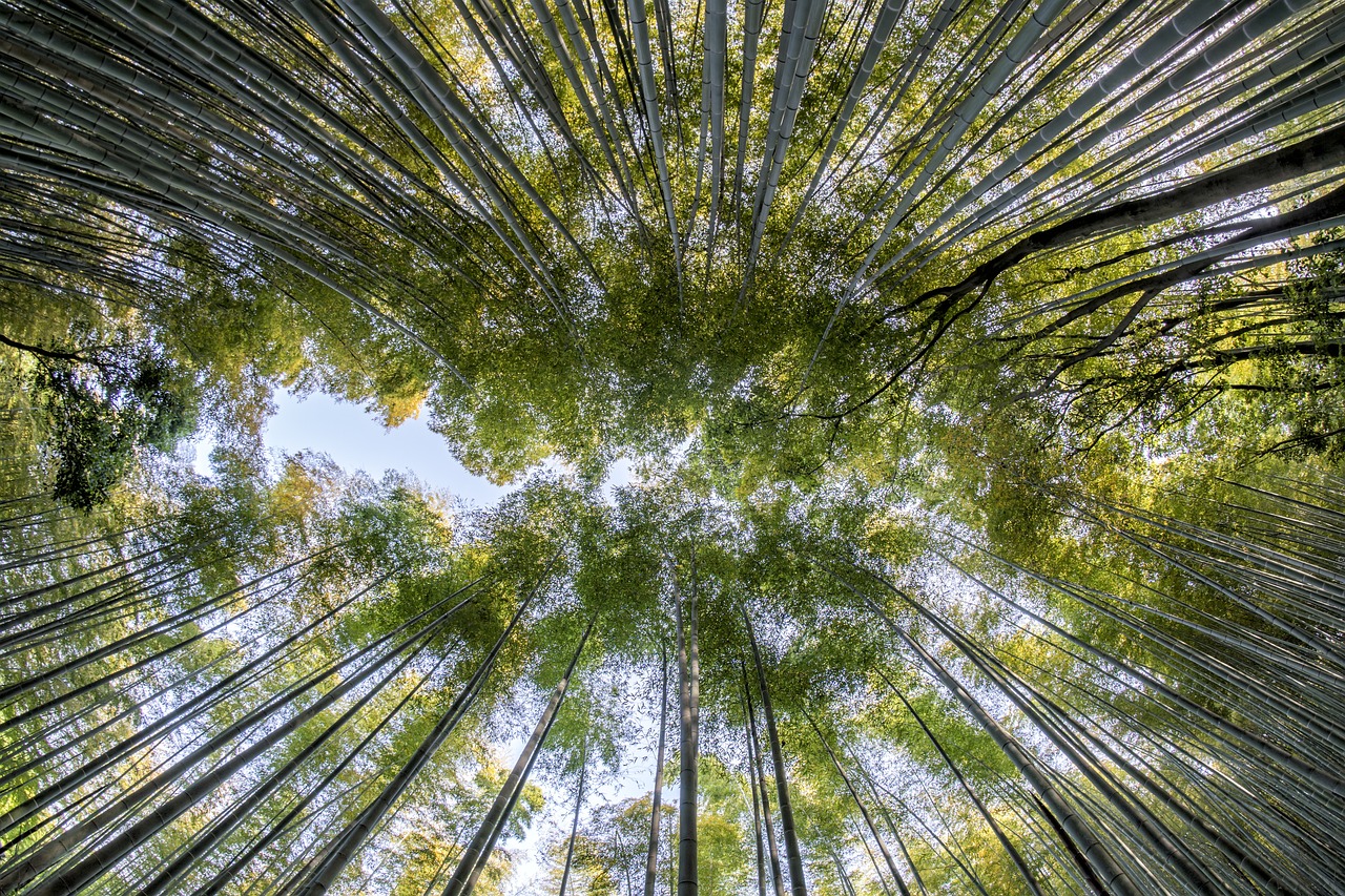 bosques de bambú