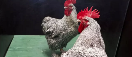 Los gallos se reconocen en los espejos.
