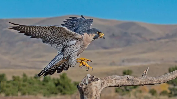 Los halcones saben simular ataques para cansar a sus presas.