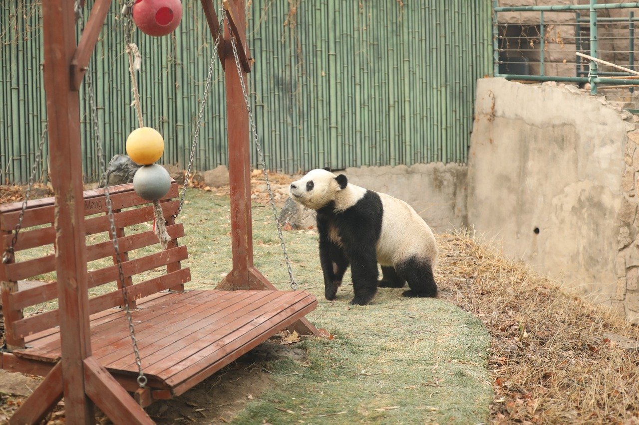 Osos pandas en zoos