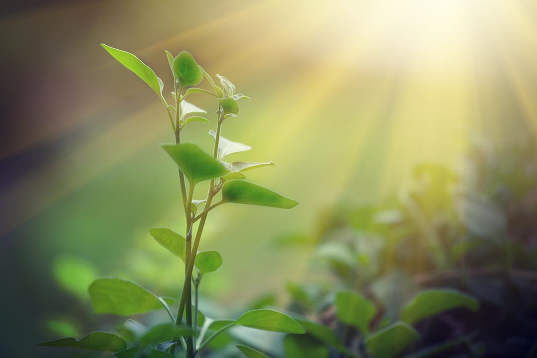 El manejo de la fotosíntesis hace posible que las plantas sobrevivan.