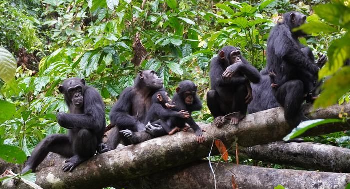 Los chimpancés conocen tácticas de guerra similares a las humanas.