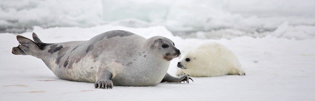 ¿Cómo las focas soportan el frío ártico? La clave está en sus fosas nasales.