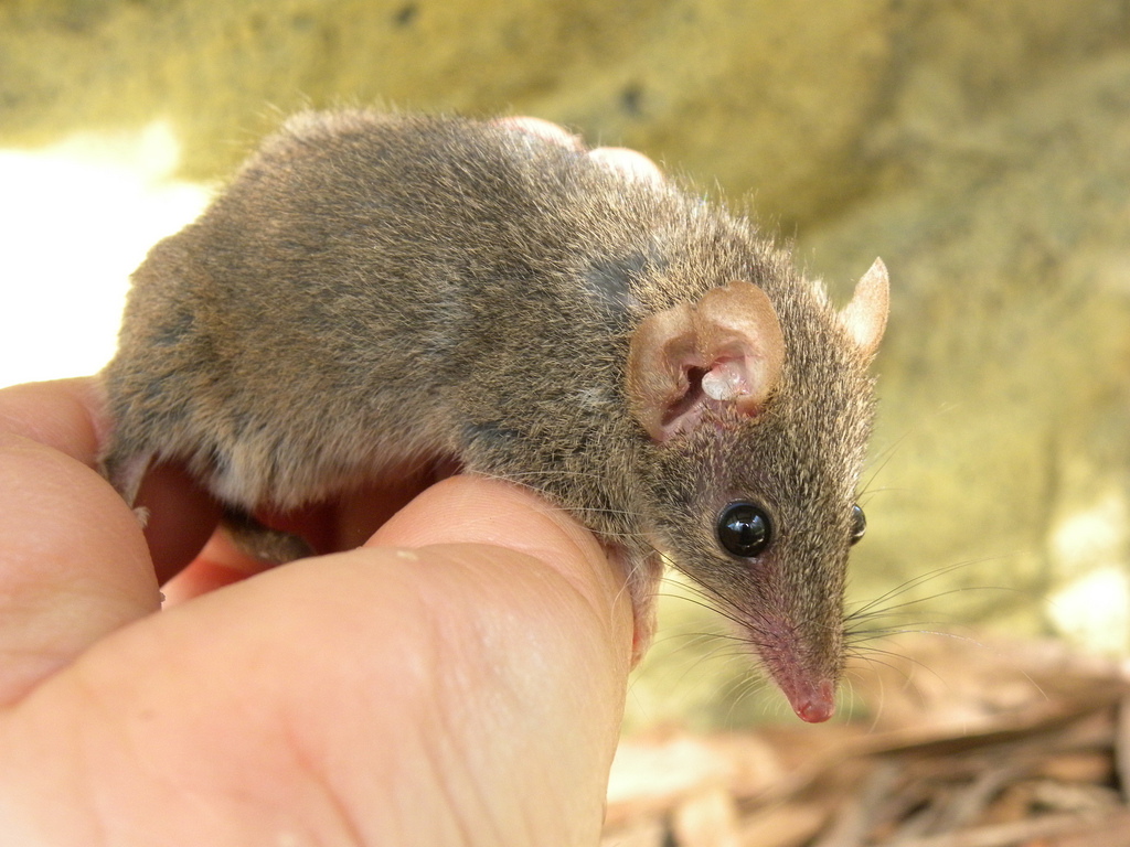 Estos marsupiales suelen morir luego de la época de apareamiento.