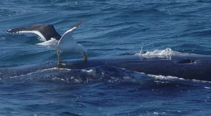 La batalla entre gaviotas y ballenas en la Patagonia empezó hace unas décadas.