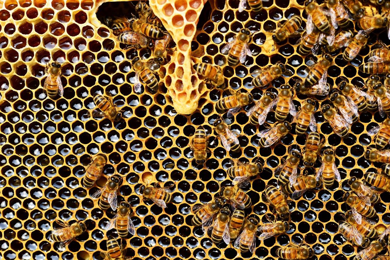 Las abejas están produciendo menos miel cada año.