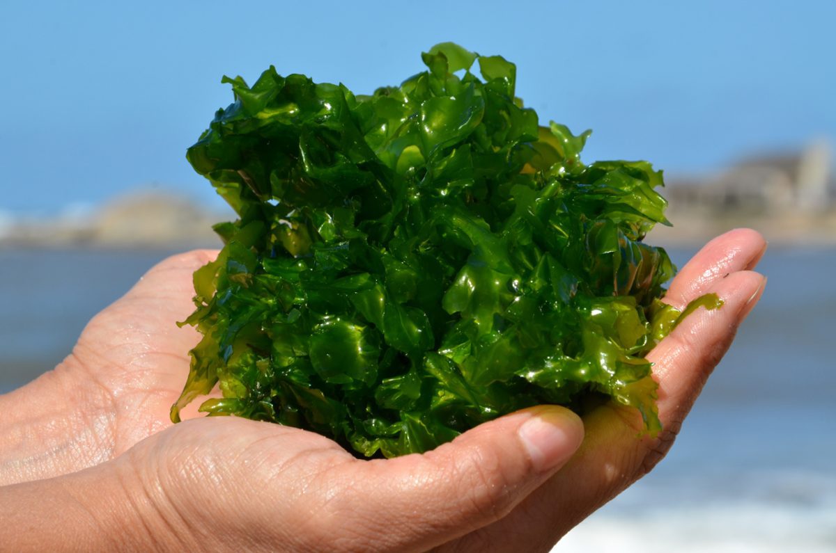 Las algas podrían salvar la humanidad de una catástrofe nuclear.