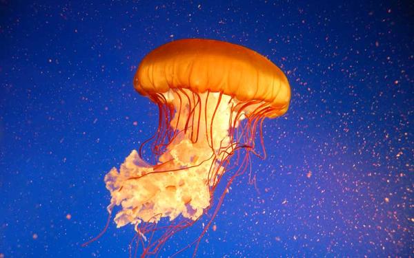 Las medusas regeneran sus tentáculos.
