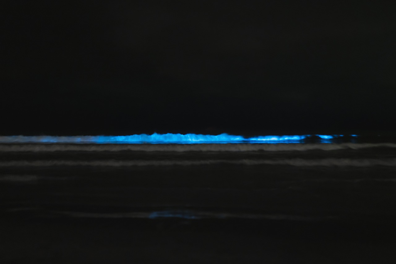 bioluminiscencia en el mar
