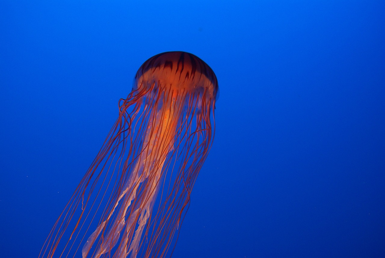 Medusa o gelatina de mar