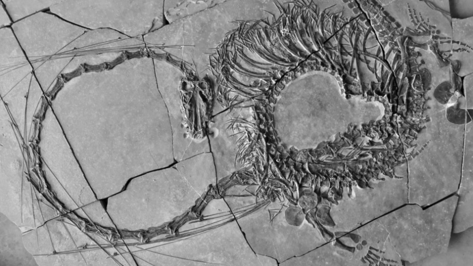 El fósil de “dragón” hallado en China
