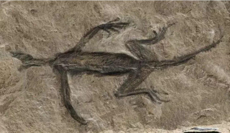 El polémico fósil más antiguo de los Alpes es en parte una falsificación.