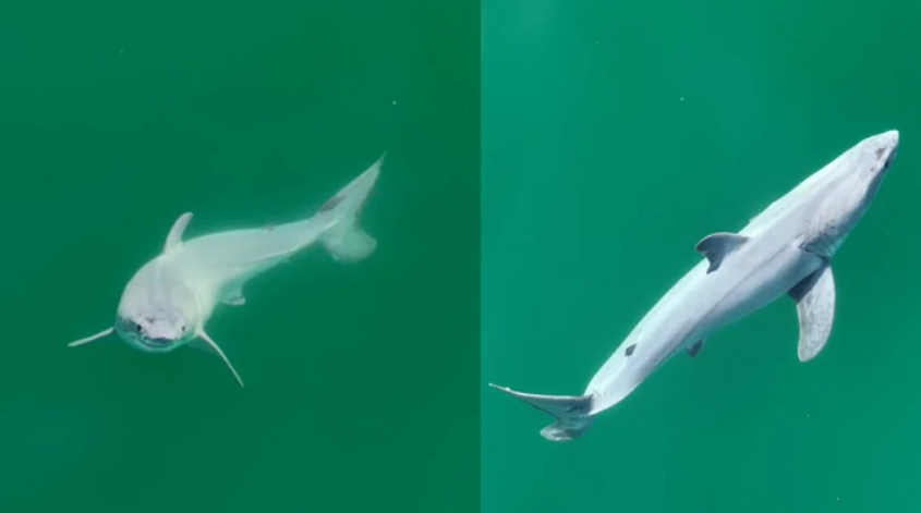 Es el primer video de una cría de tiburón blanco recién nacida.