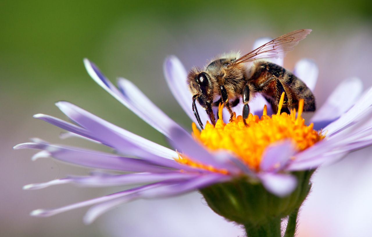 Las abejas determinaron el color de las flores. ¿Cómo lo hicieron?