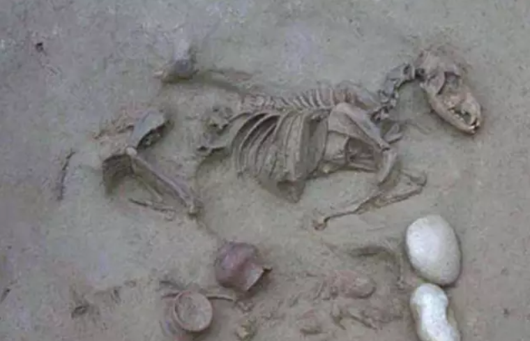 Los entierros romanos con animales tenían patrones muy diversos.