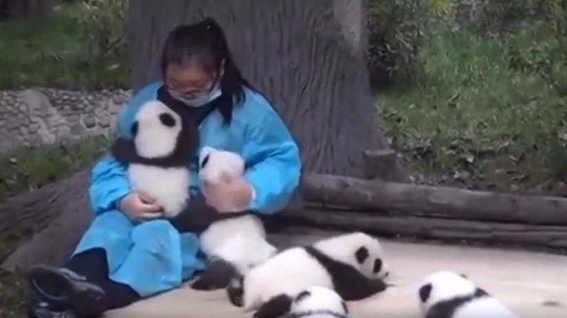 abrazador de pandas