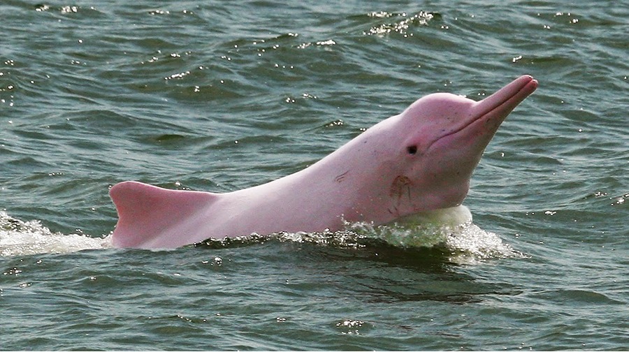 Actualmente las especies de delfín de río están amenazadas.