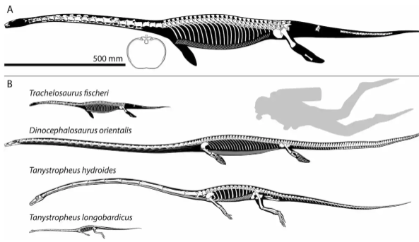El Trachelosaurus fischeri, el reptil marino más antiguo del mundo.