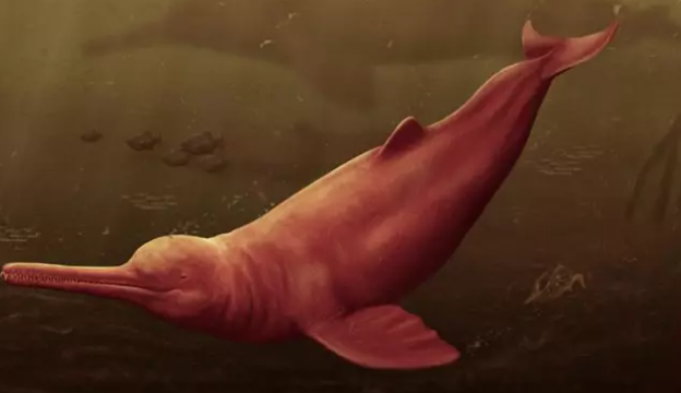 El fósil del delfín gigante de río apareció en el Amazonas.