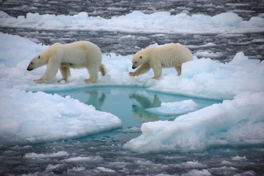 La pérdida de hielo afectará la vida animal severamente.