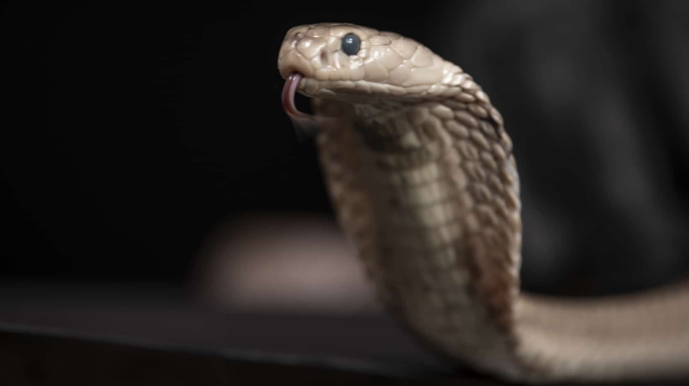 Las serpientes venenosas matan más de 100 mil personas al año.