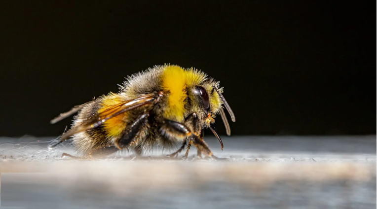 Los abejorros pueden aprender socialmente, lo cual es una gran sorpresa.