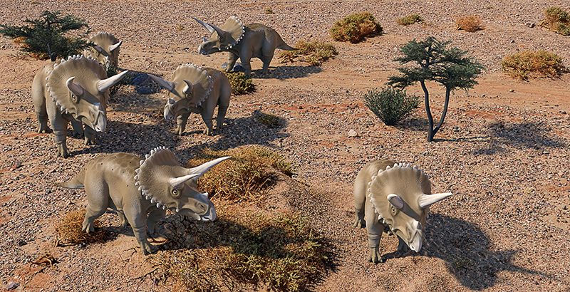 Los triceratops sí se movían en manadas.