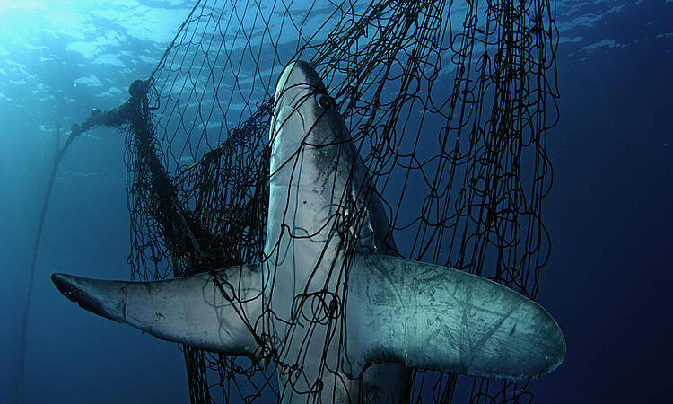 Uno de cada siete tiburones está en peligro de extinción por la pesca invasiva.