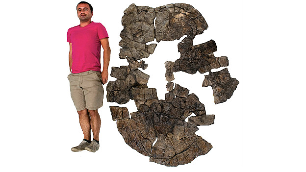 Se encontraron fósiles de tortuga gigante en los andes en los andes colombianos.