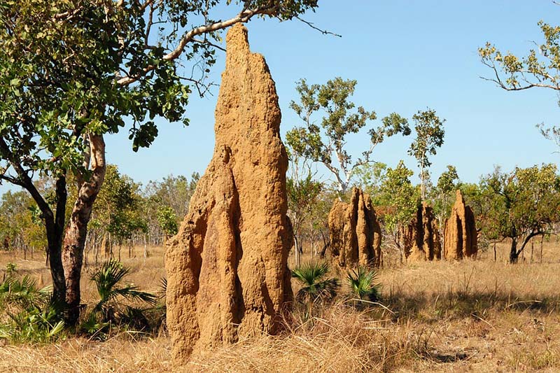 Algunas de las estructuras que las termitas crean son muy altas.