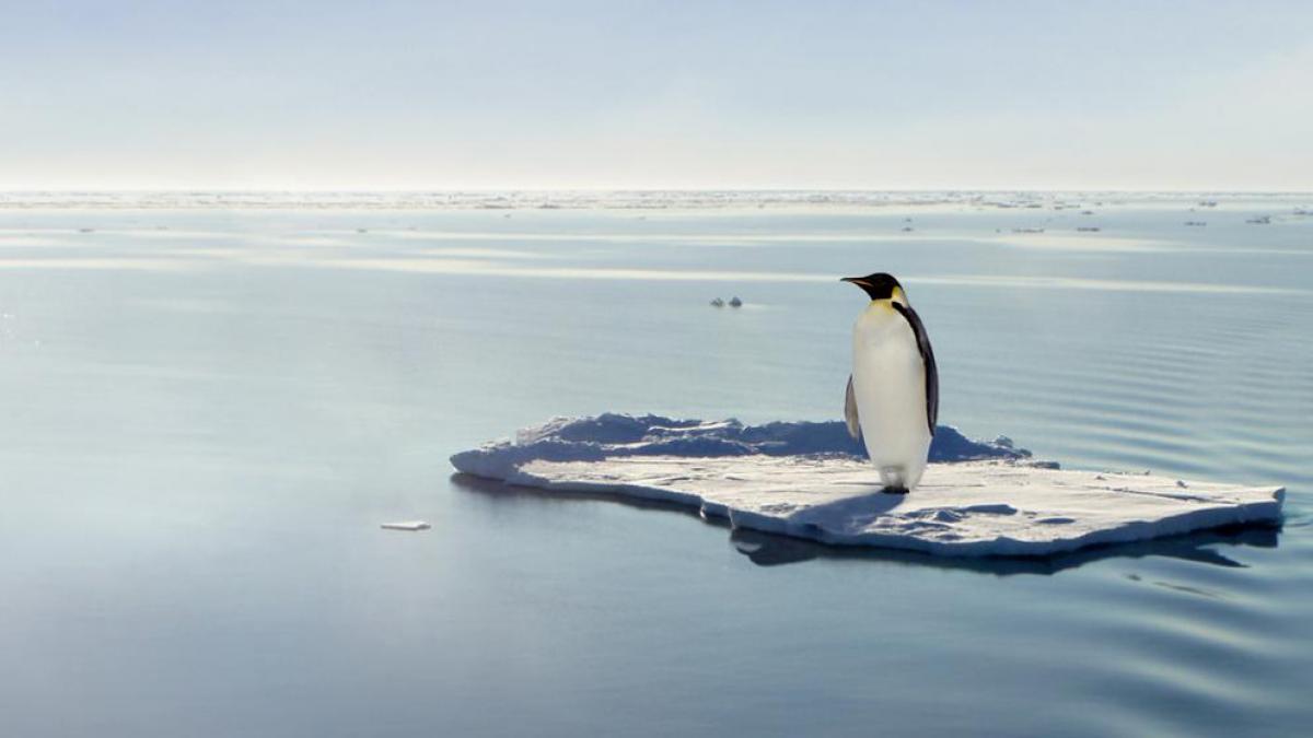 El deshielo amenaza al pingüino emperador. Parece que la extinción es inevitable.
