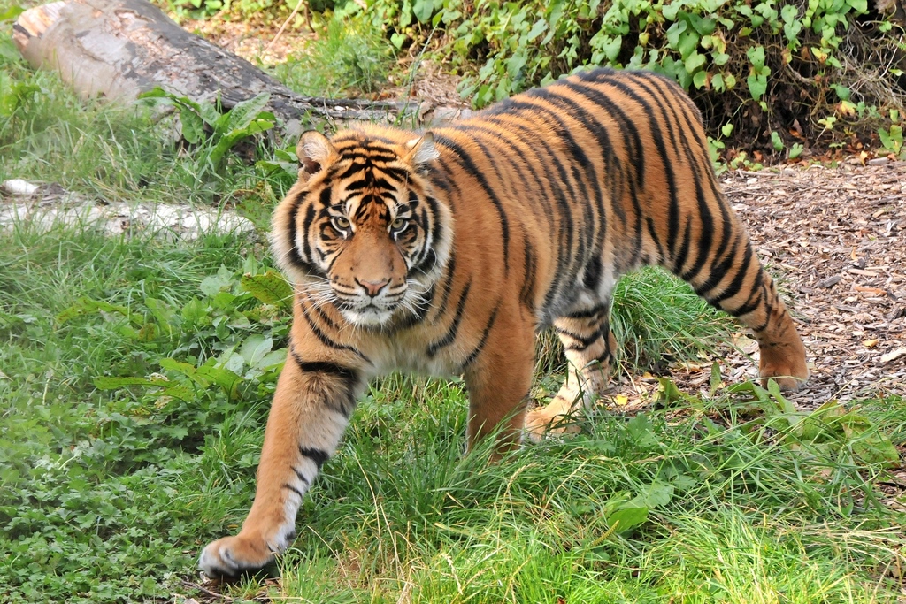 El tigre de Java no estaría extinto. ¿Qué pruebas hay?