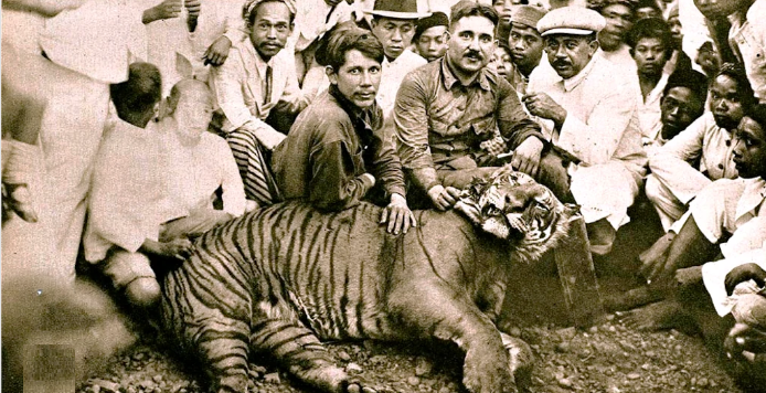 El tigre de Java sufrió por la caza masiva.