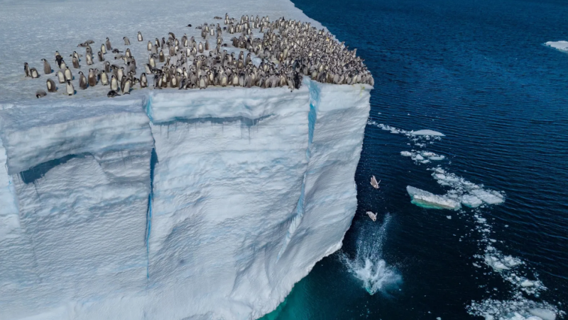 Los pingüinos que saltan del acantilado son un espectáculo nunca antes filmado.