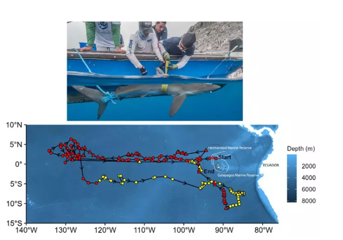 El tiburón que recorrió 27000 kilómetros es un nuevo récord.