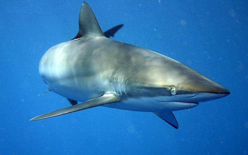 Estos tiburones se mueven especialmente en aguas internacionales.