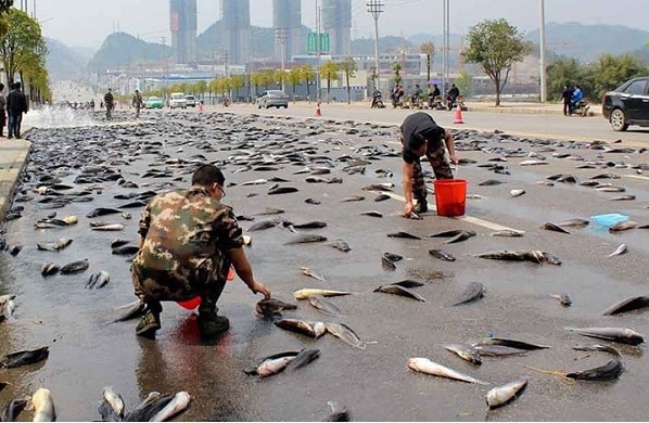 La lluvia de peces que azotó Irán es un fenómeno muy inusual.