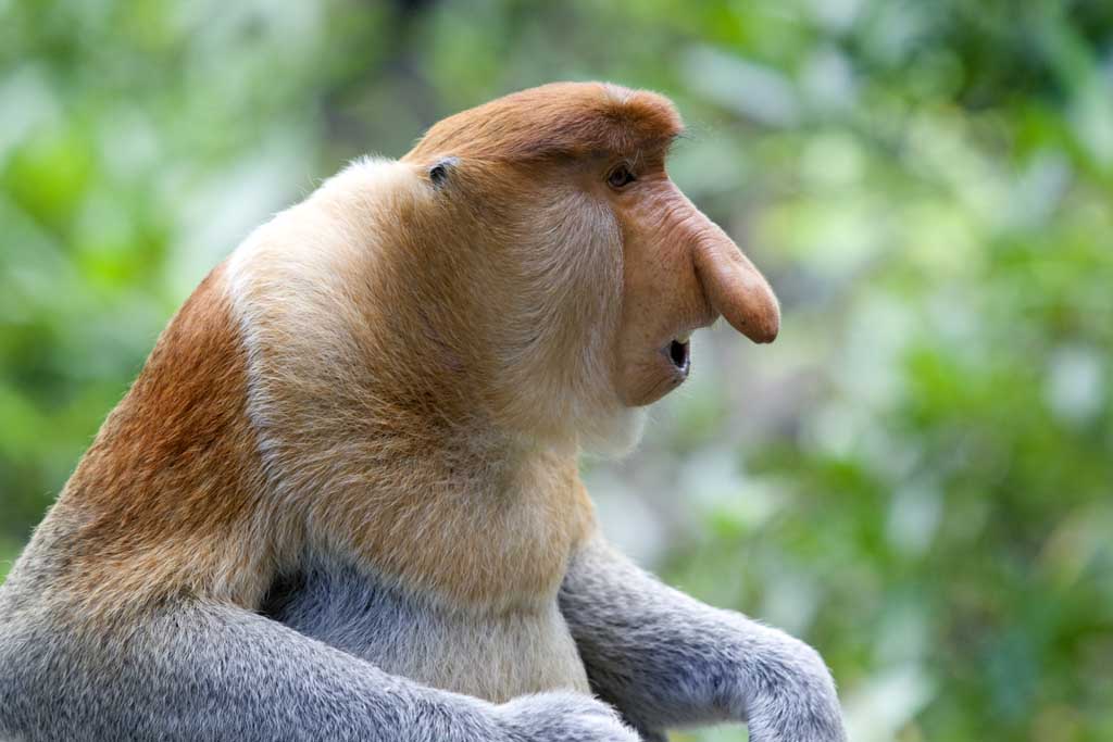 La nariz de los monos más feos del mundo es su arma de seducción.