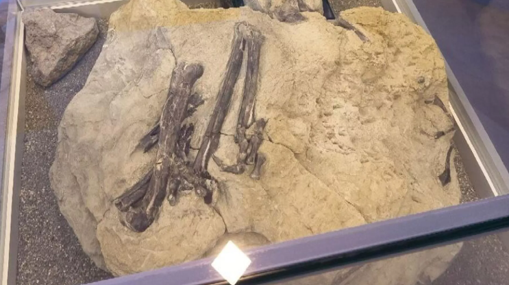 La nueva especie de dinosaurio descubierta apareció en Siberia.