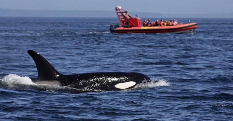 Los ataques de orcas a barcos continúan en Europa, cada vez con mayor intensidad.